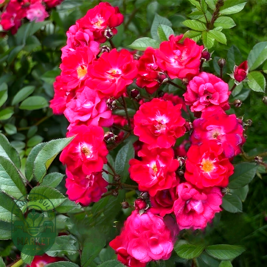 Red Passion