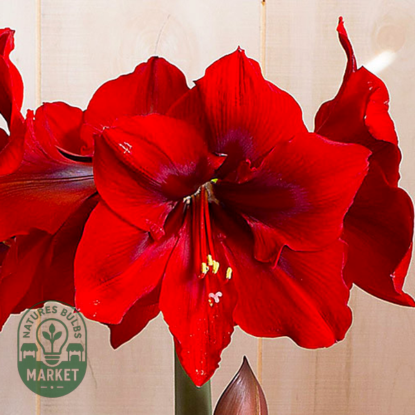 Red Queen
