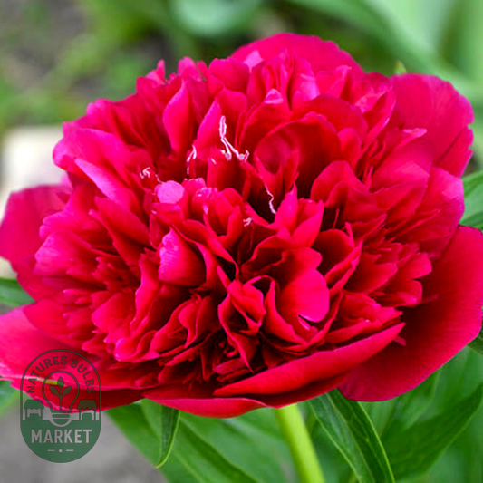 Red Sarah Bernhardt