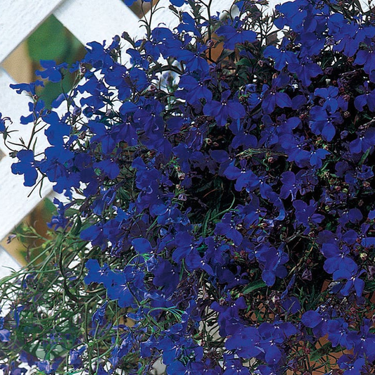 Regatta Midnight Blue Lobelia Seeds