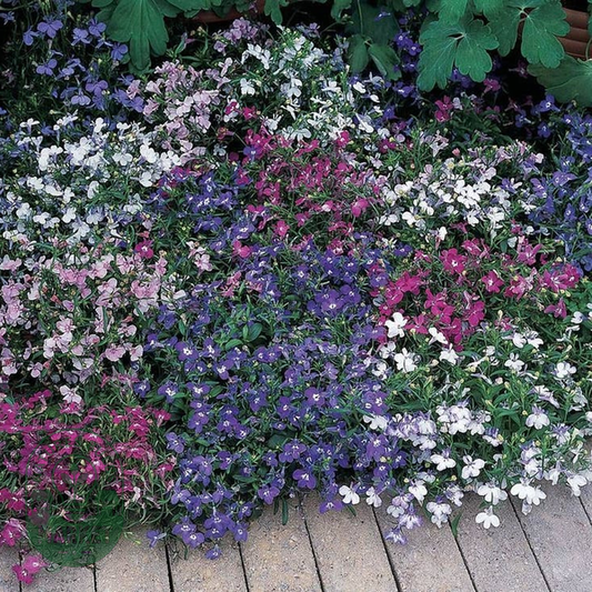 Riviera Mixture Lobelia Seeds