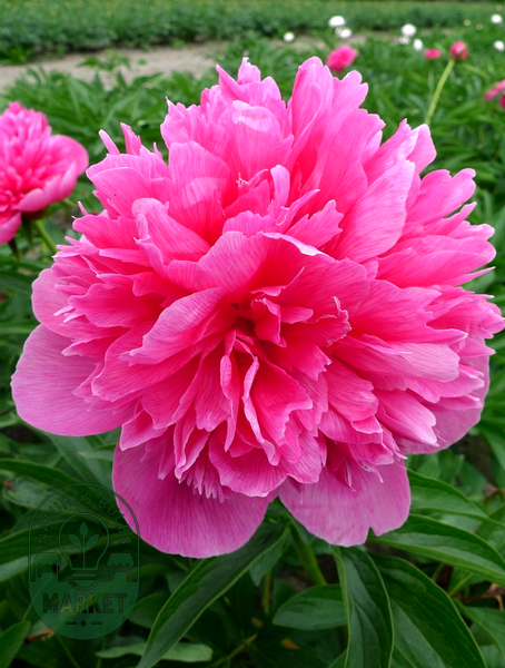 Rosabella