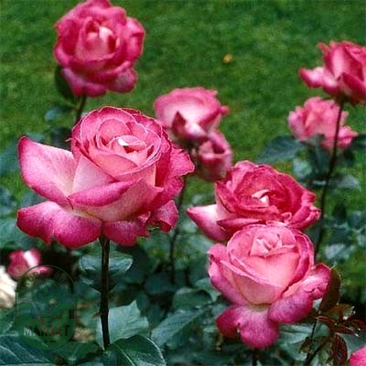 Rose Gaujard