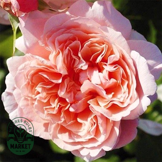 Rose de Tolbiac