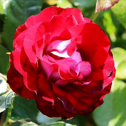 Rose der Einheit