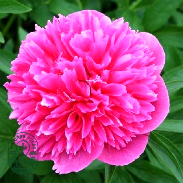 Rosea Plena