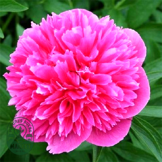 Rosea Plena