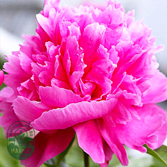 Rosea Superba