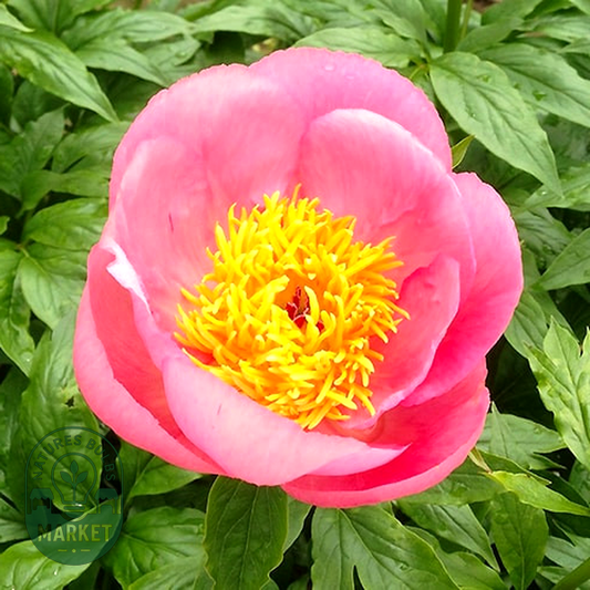 Roselette