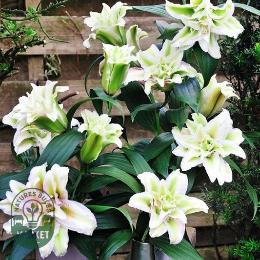 Roselily Annika