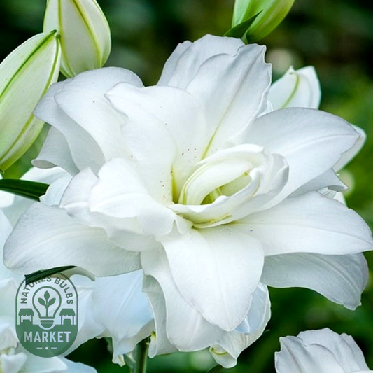 Roselily Aretha