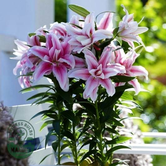 Roselily Belonica