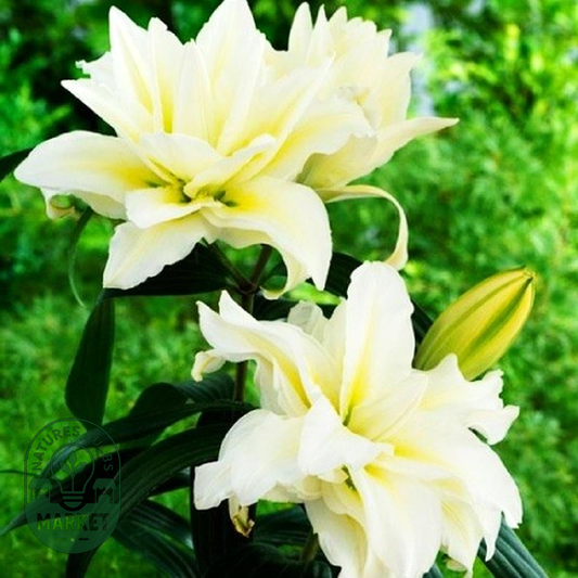Roselily Carolina