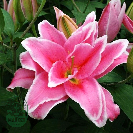 Roselily Celina