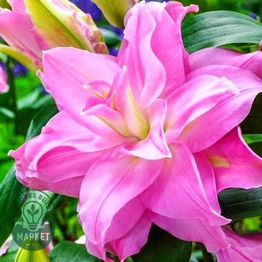 Roselily Editha