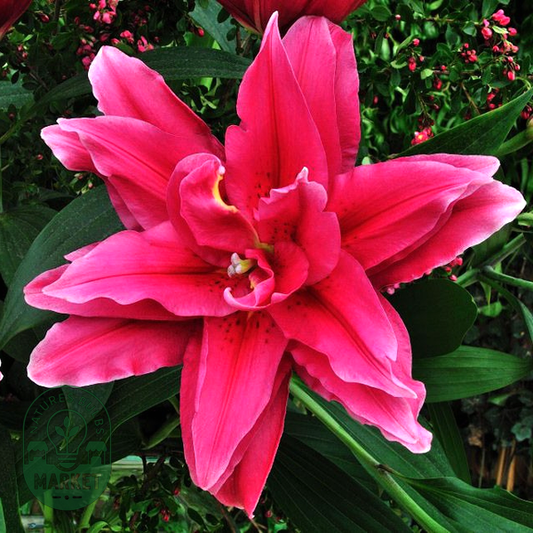 Roselily Elena