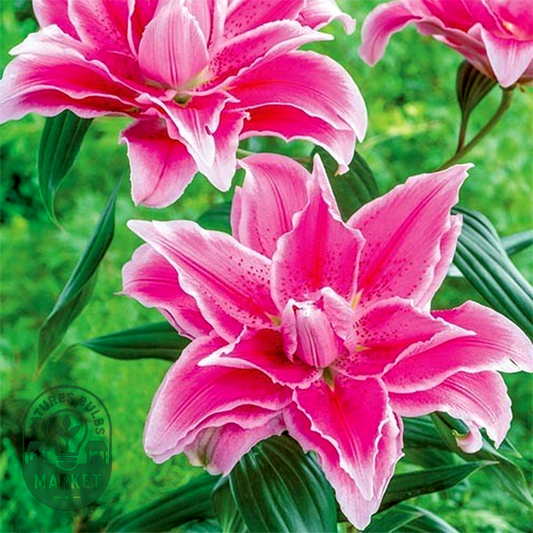 Roselily Isabella