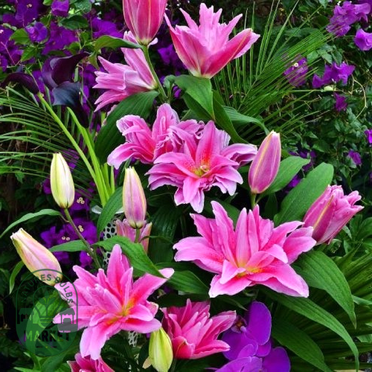 Roselily Juanita