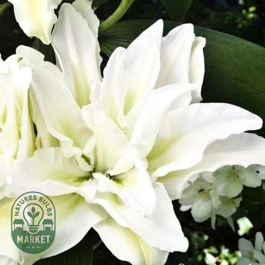 Roselily Mara