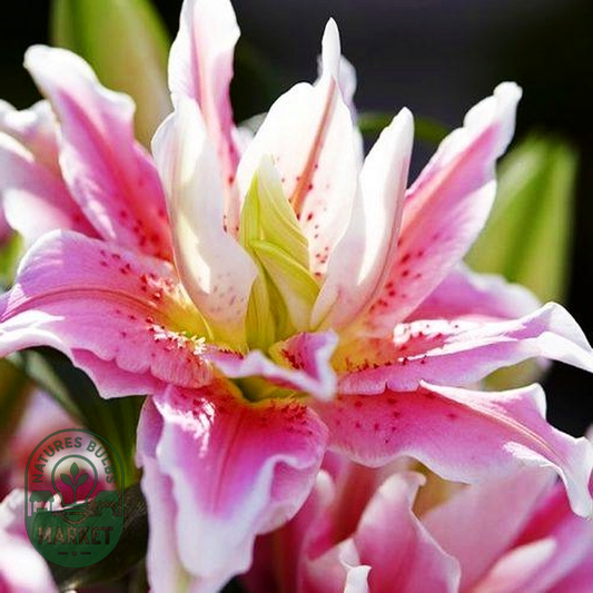 Roselily Natalia