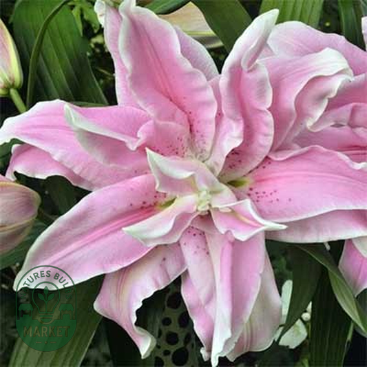 Roselily Nora