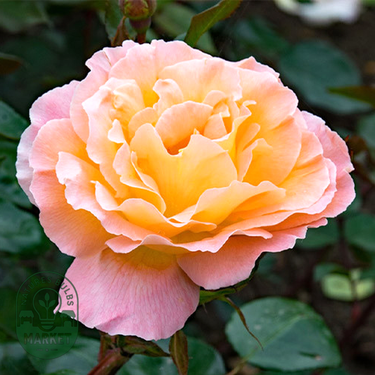 Rosemary Harkness