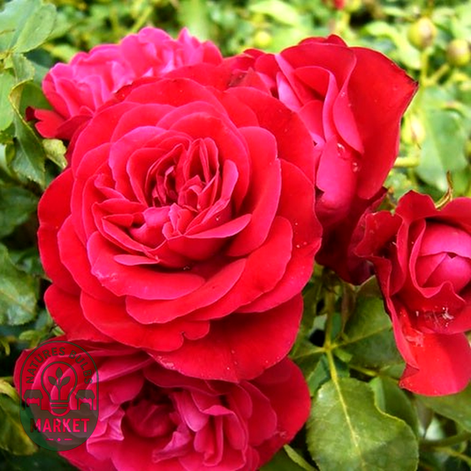Rouge Meilove