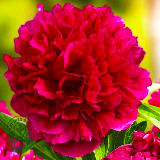 Rubra Plena