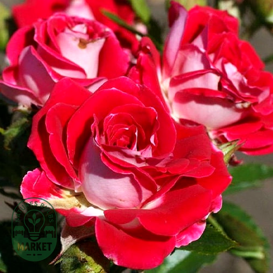 Ruby Star