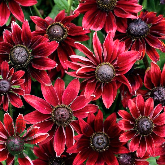Rudbeckia 'Cherry Brandy'