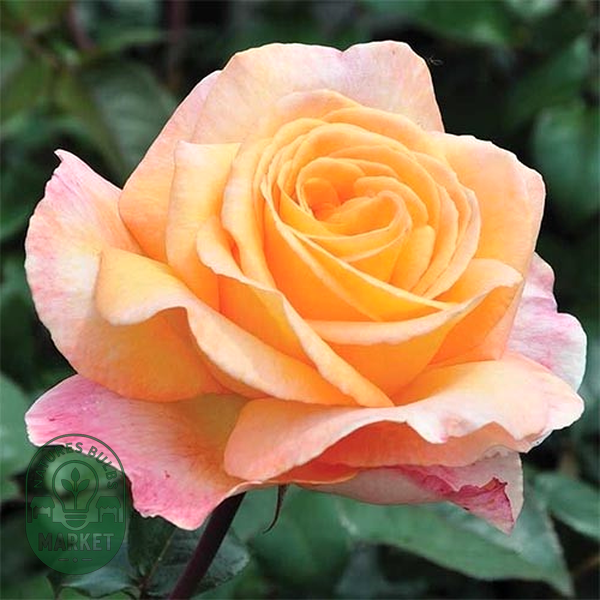 Scented Memory