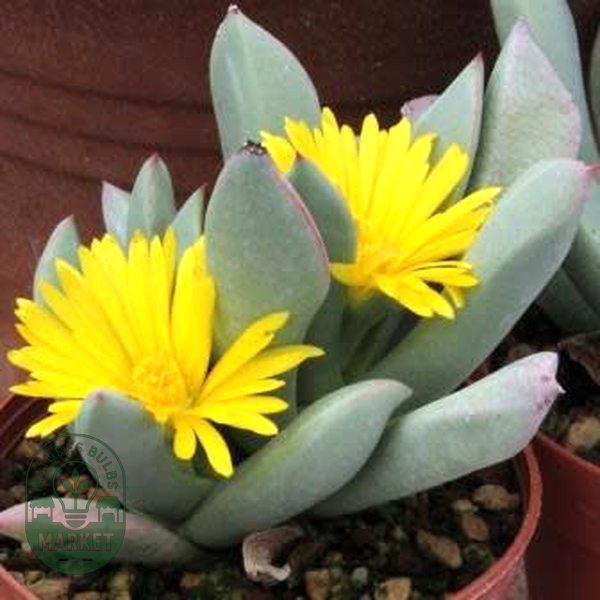 Schwantesia triebneri