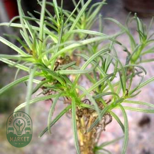 Senecio cotyledonis