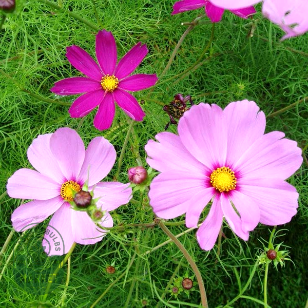Sensation Mix Cosmos Seeds