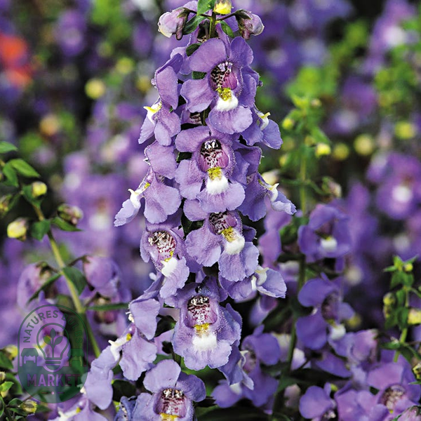 Serena® Blue Angelonia Seeds