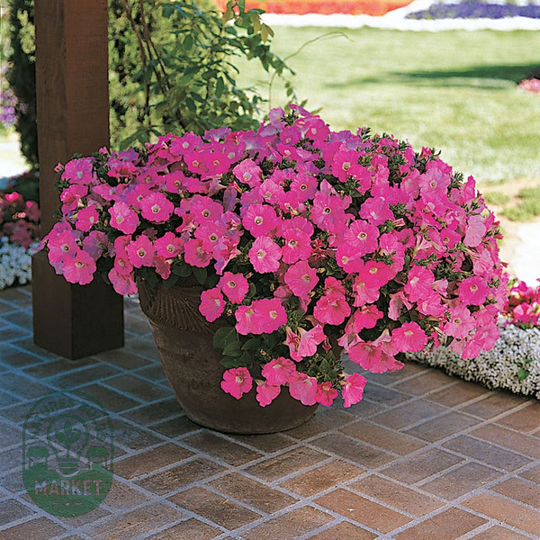 Shock Wave® Pink Shades Petunia Seeds