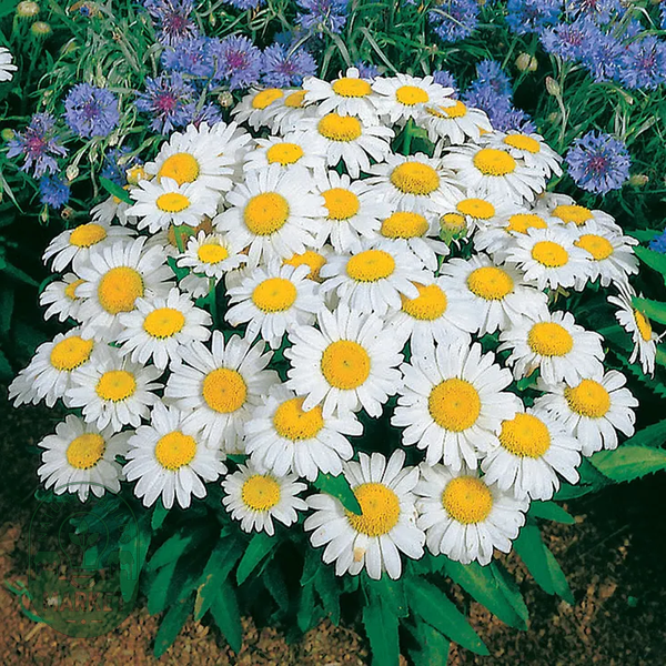 Snow Lady Shasta Daisy Seeds