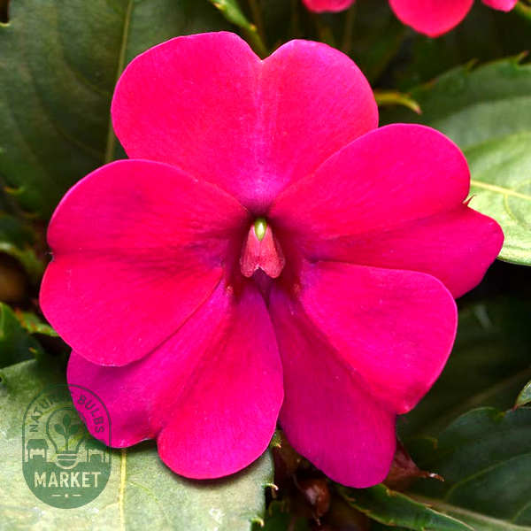 Solarscape® Magenta Bliss Interspecific Impatiens Seeds