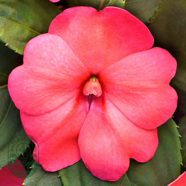 Solarscape® XL Salmon Glow Interspecific Impatiens Seeds