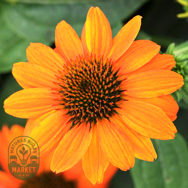 Sombrero® Flamenco Orange Coneflower