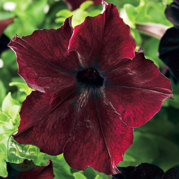 Sophistica® Blackberry Petunia Seeds