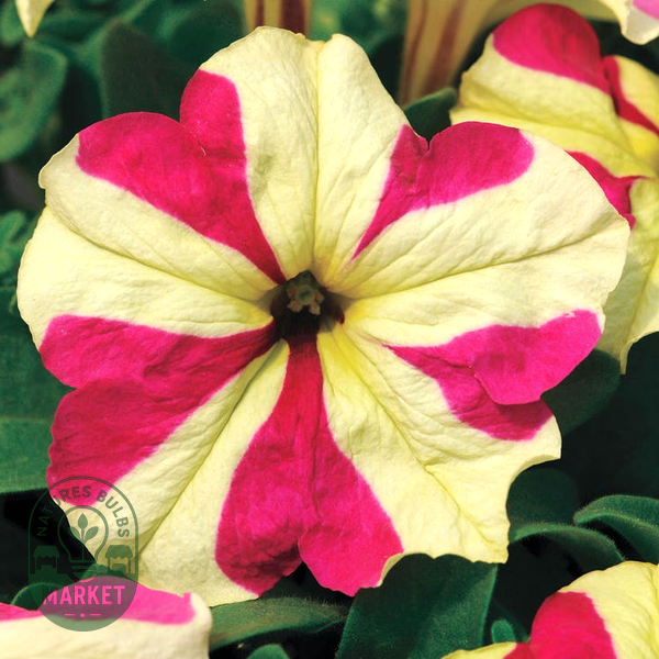 Sophistica® Lime Bicolor Petunia Seeds