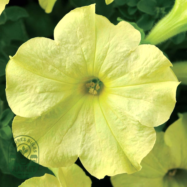 Sophistica® Lime Green Petunia Seeds