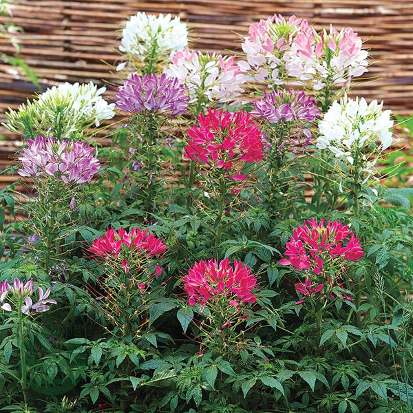 Sparkler Mix Spider Flower Seeds