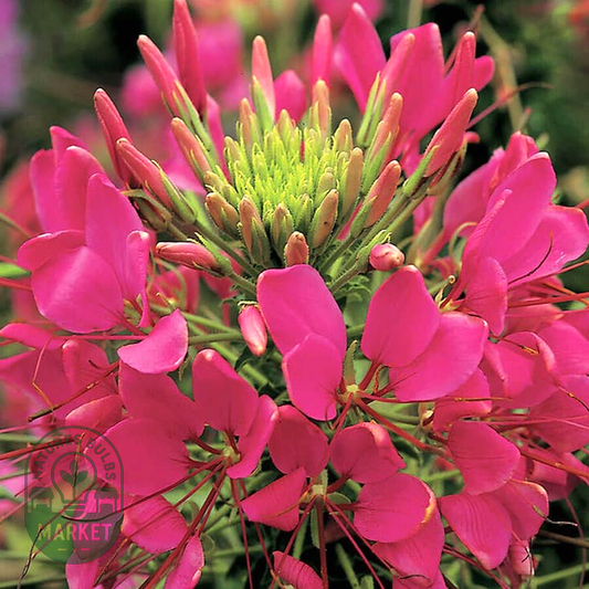 Sparkler Rose Spider Flower Seeds