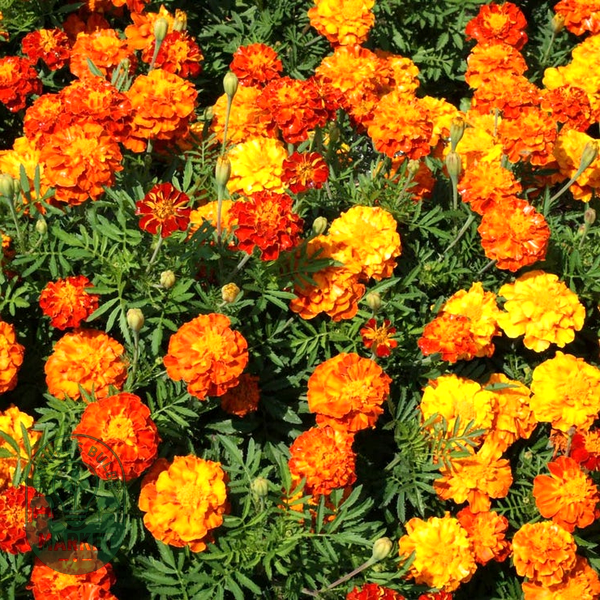Sparky Mix' Marigold Seeds