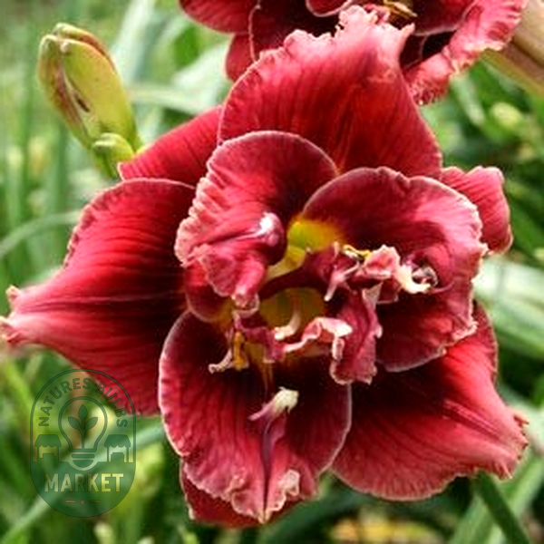 Stellar Double Rose