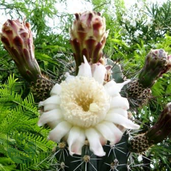 Stenocereus martinezii