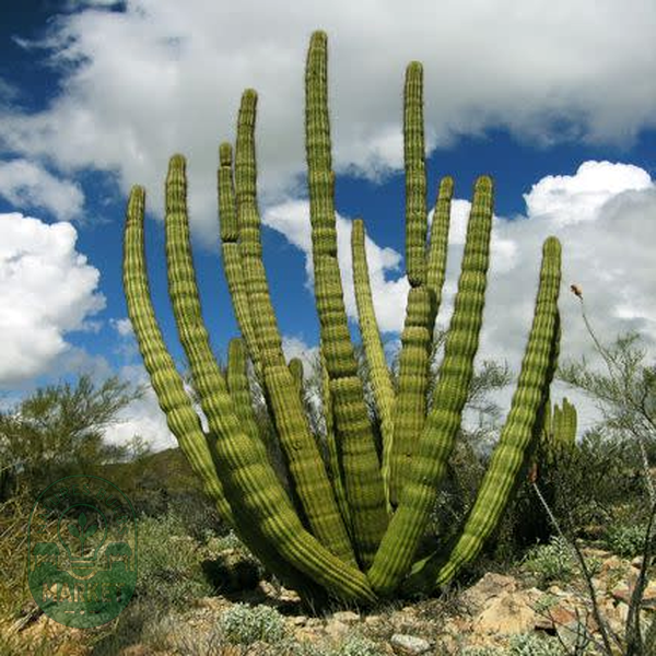 Stenocereus thurberi