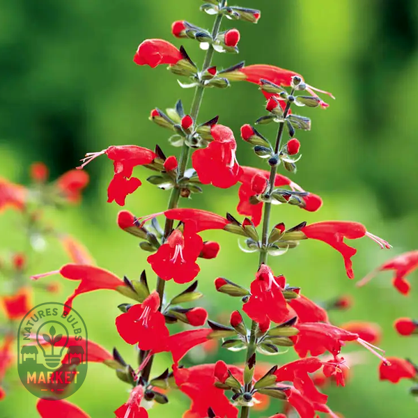 Summer Jewel™ Red Salvia Seeds